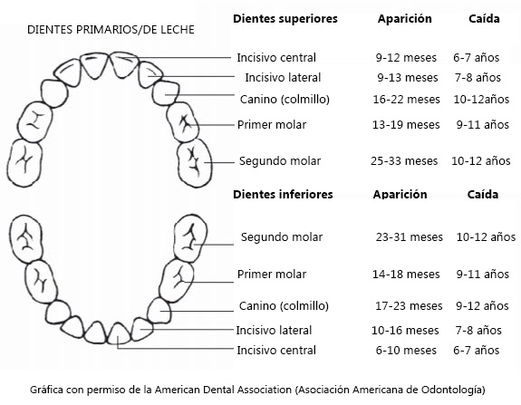 la denticion en ninos